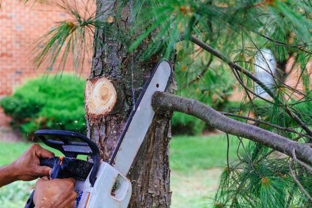 Reliable Harrison, OH Tree Removal and Landscaping Services Solutions